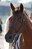 tn 100 horse Trav's face 5-08 sf.jpg